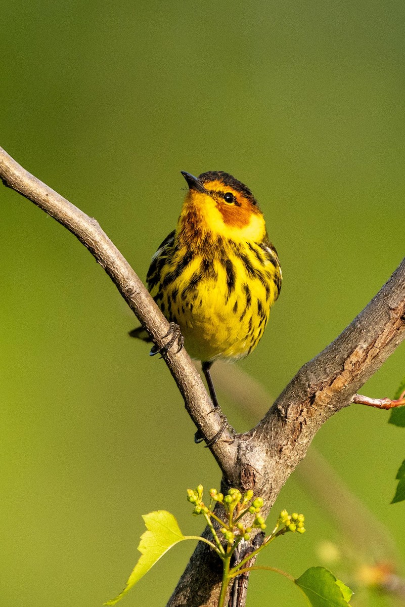 ebird-checklist-15-may-2023-maumee-bay-sp-16-species-1-other-taxa