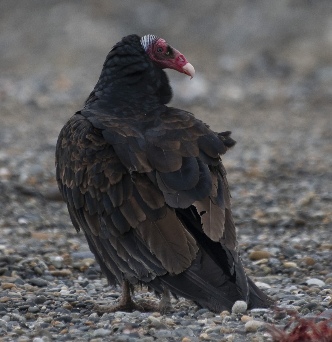 Turkey Vulture (Tropical) - ML575531191