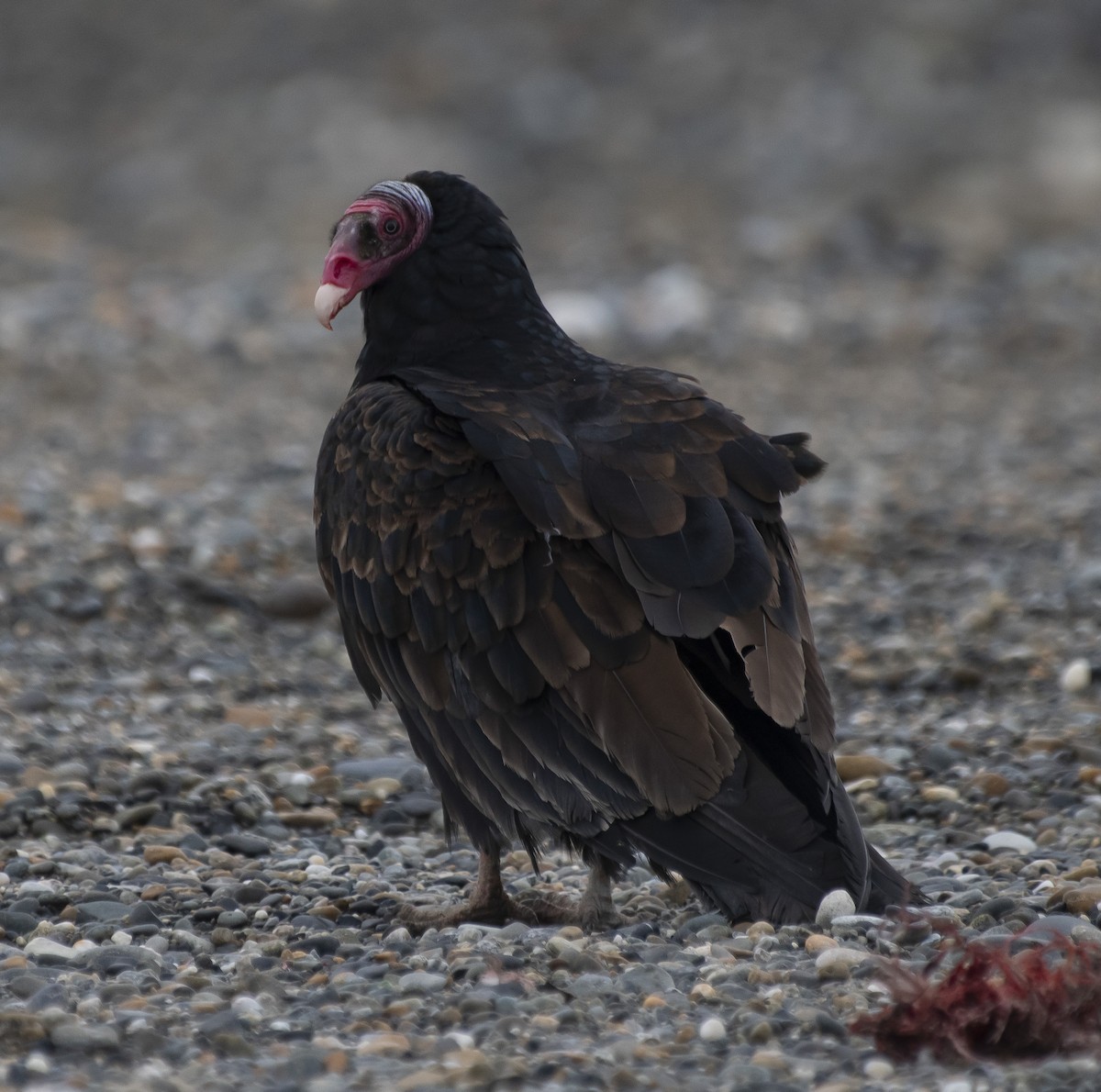 Turkey Vulture (Tropical) - ML575531201