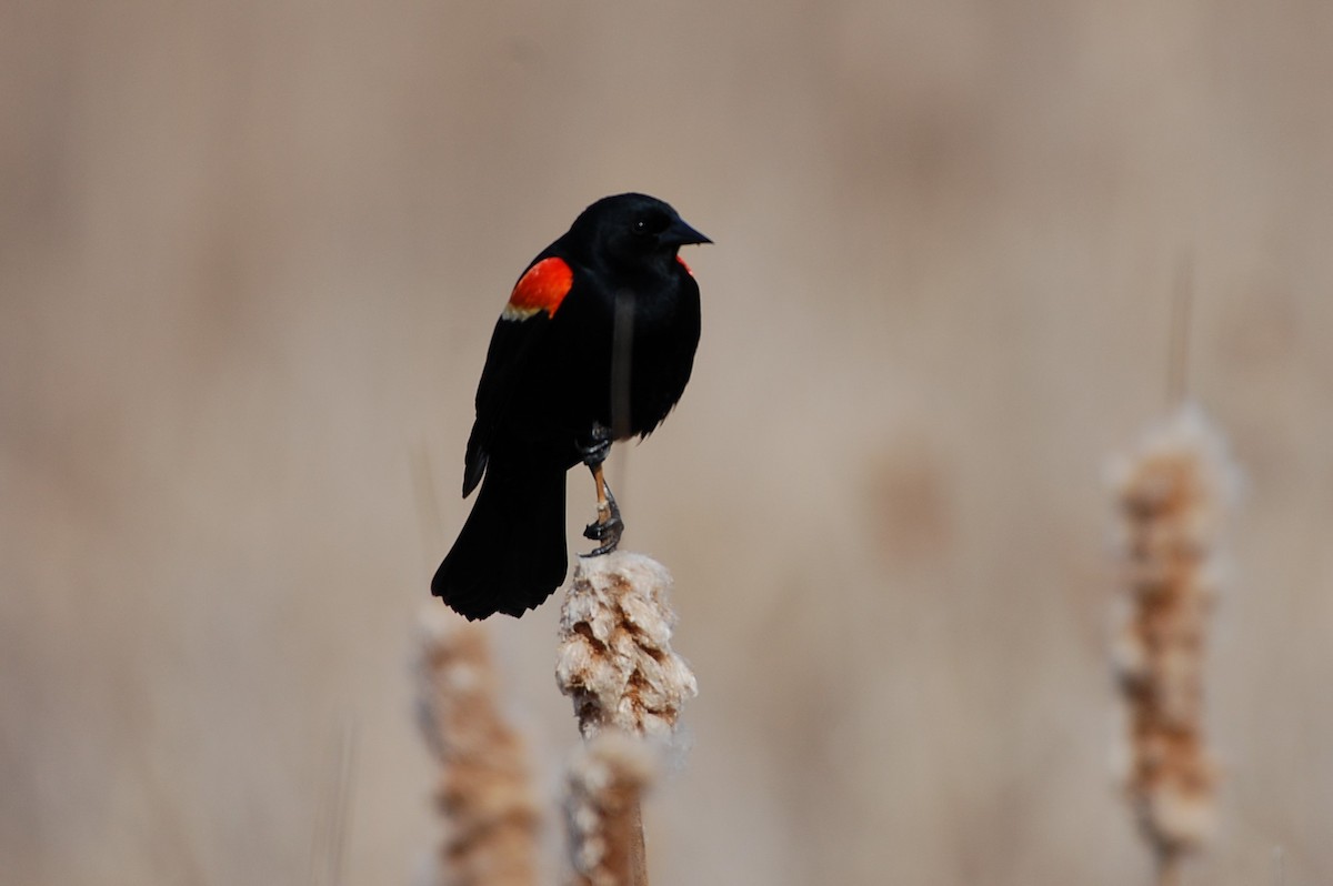eBird Checklist 19 Apr 2023 Kensington MetroparkNature Center