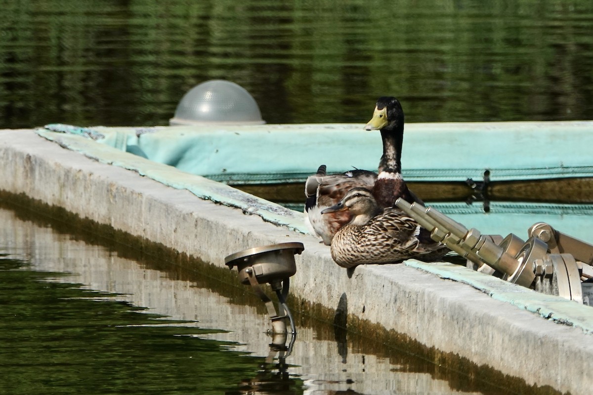 Mallard x Eastern Spot-billed Duck (hybrid) - ML575536271