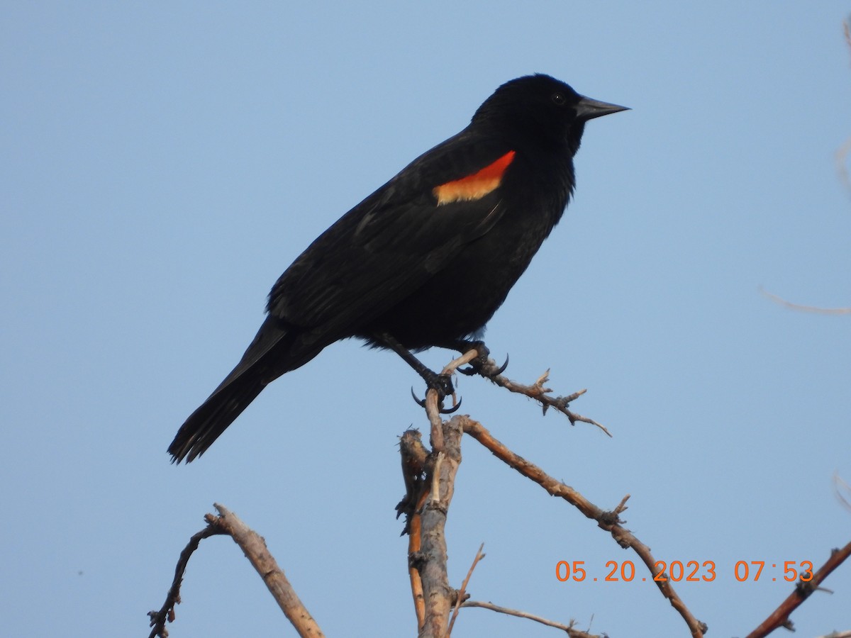 Red-winged Blackbird - ML575538961