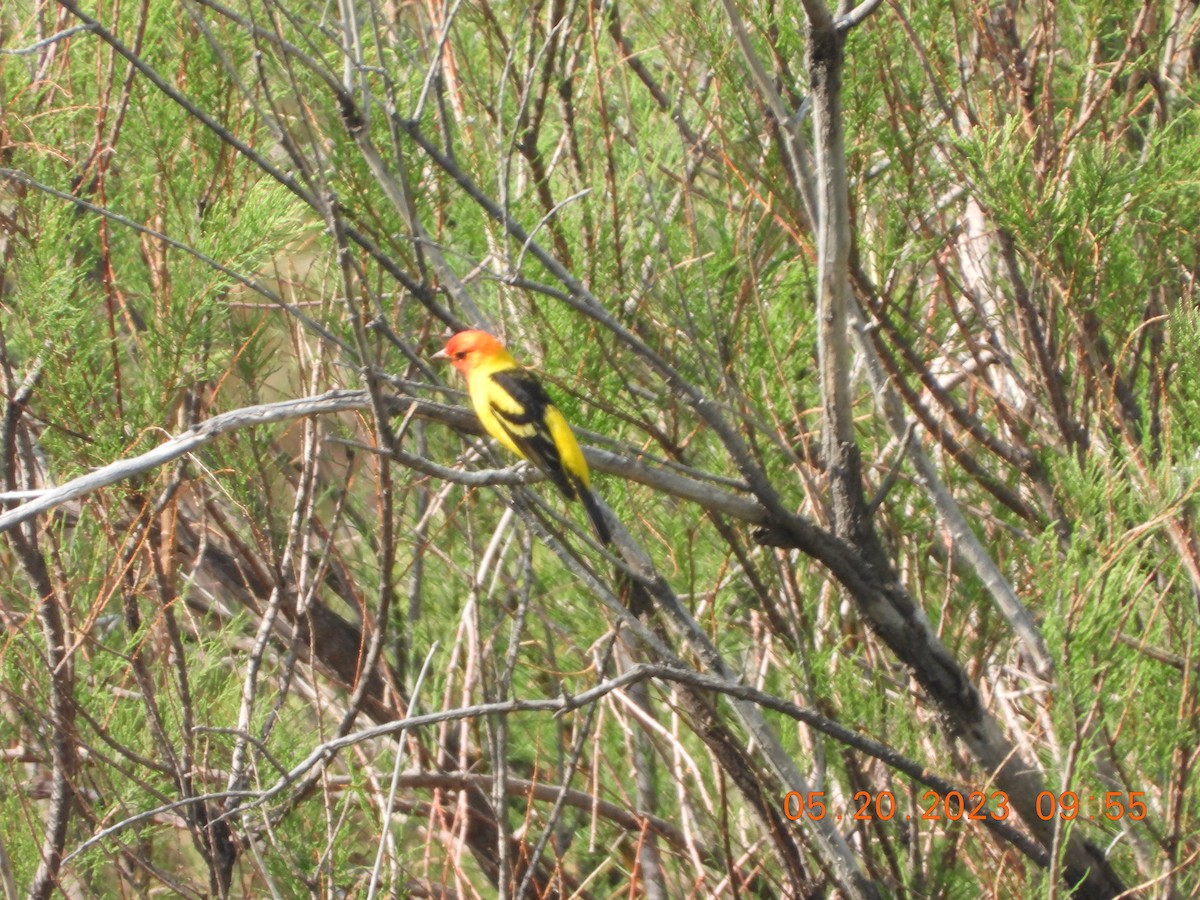 Western Tanager - ML575543191
