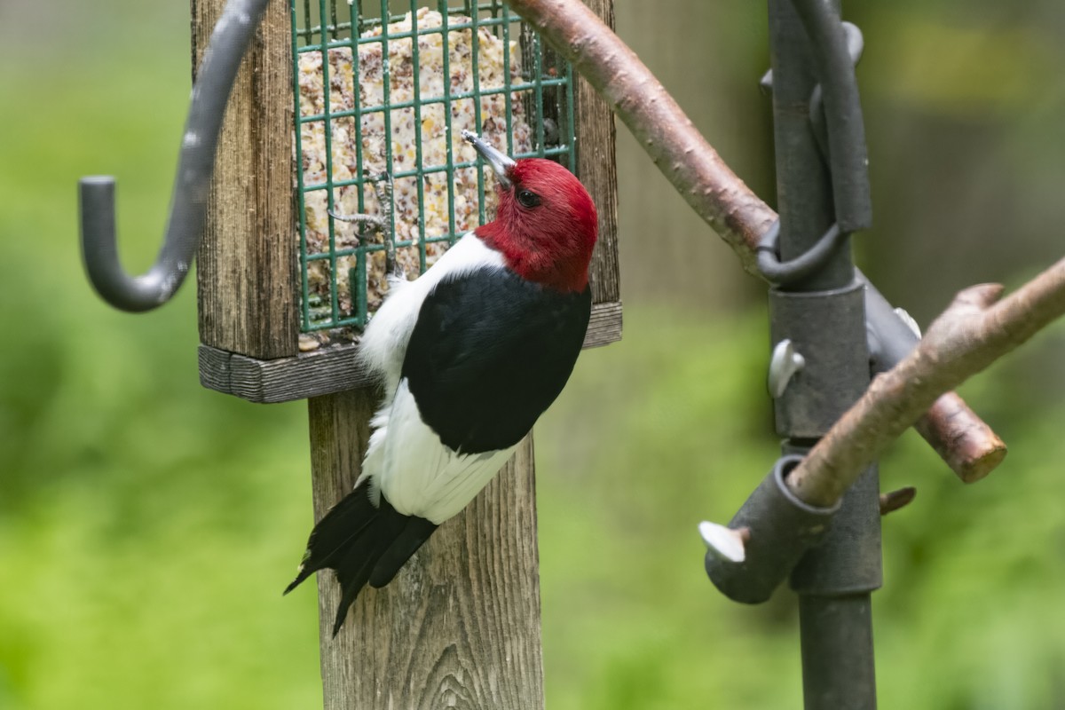 Red-headed Woodpecker - ML575546101