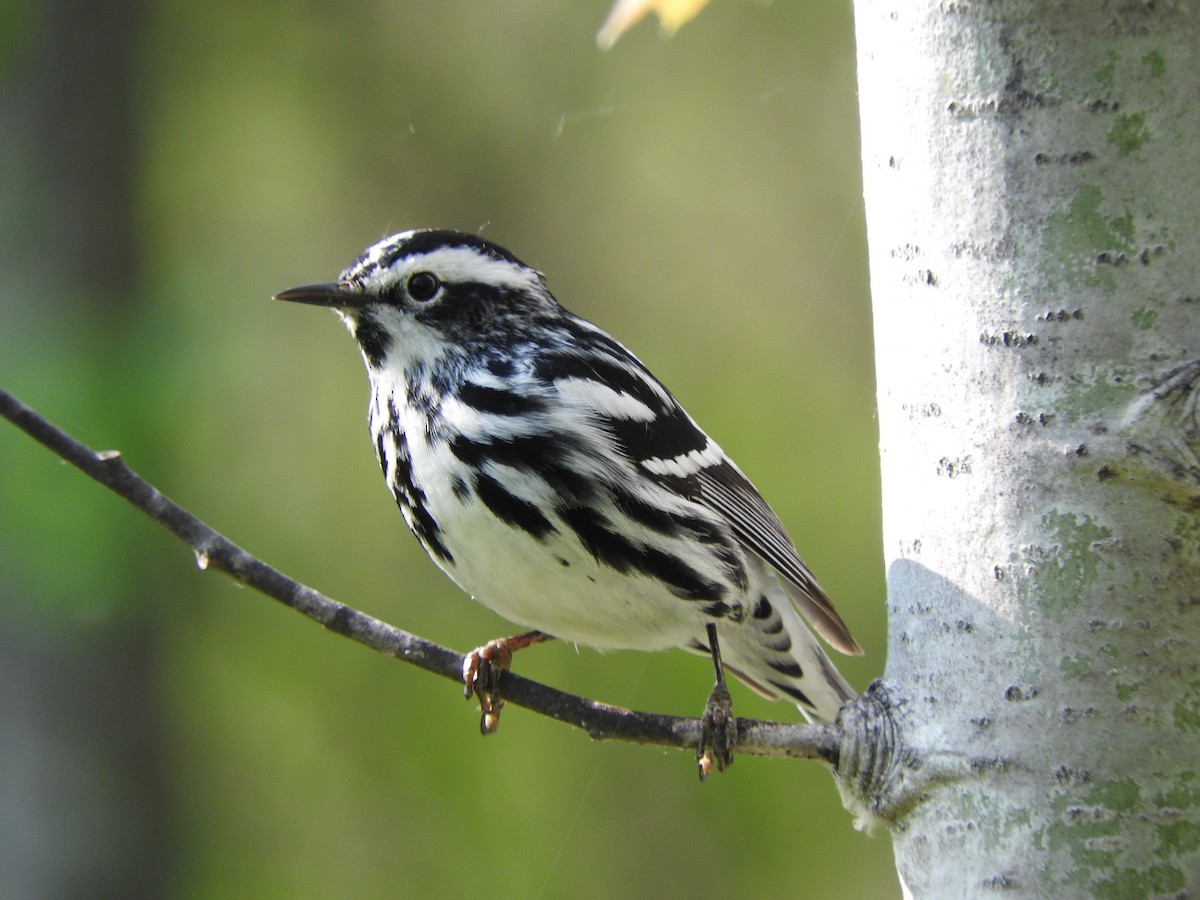 Black-and-white Warbler - ML575546681