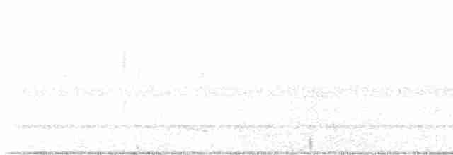 Carolinanachtschwalbe - ML575552001