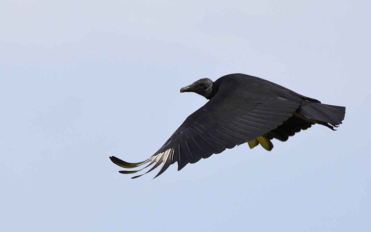 Black Vulture - Glenn Wyatt