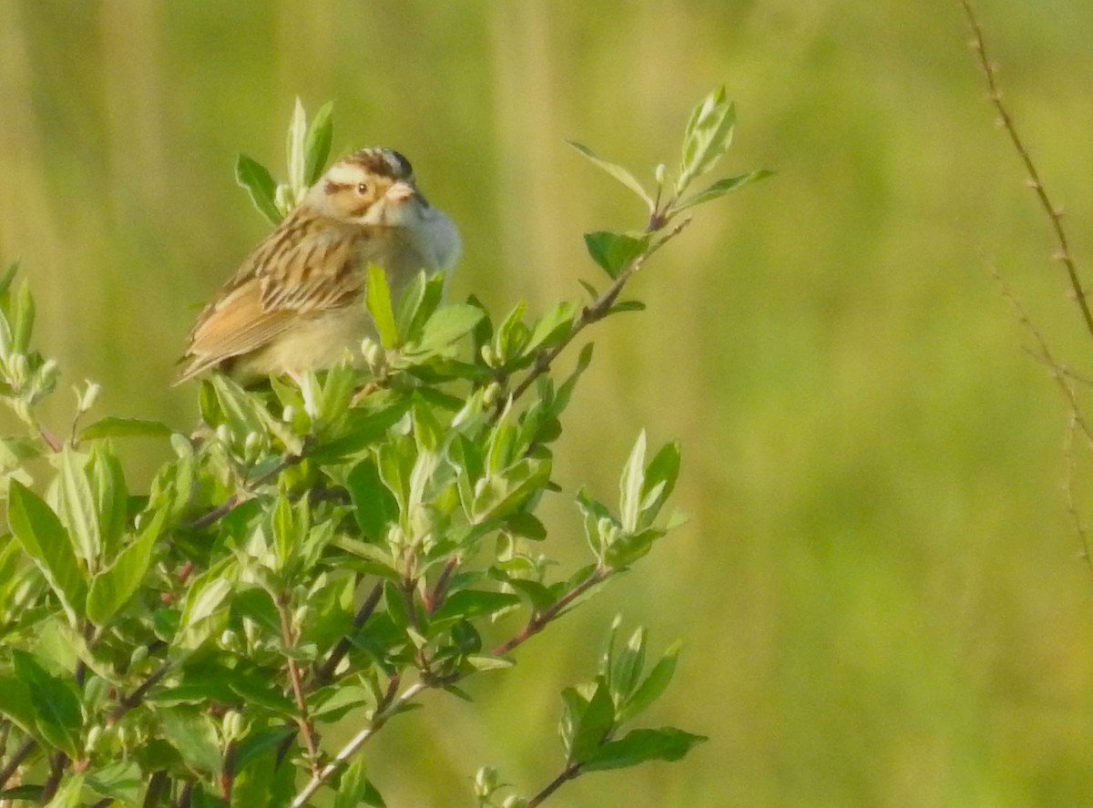 Clay-colored Sparrow - Bruce Hoover