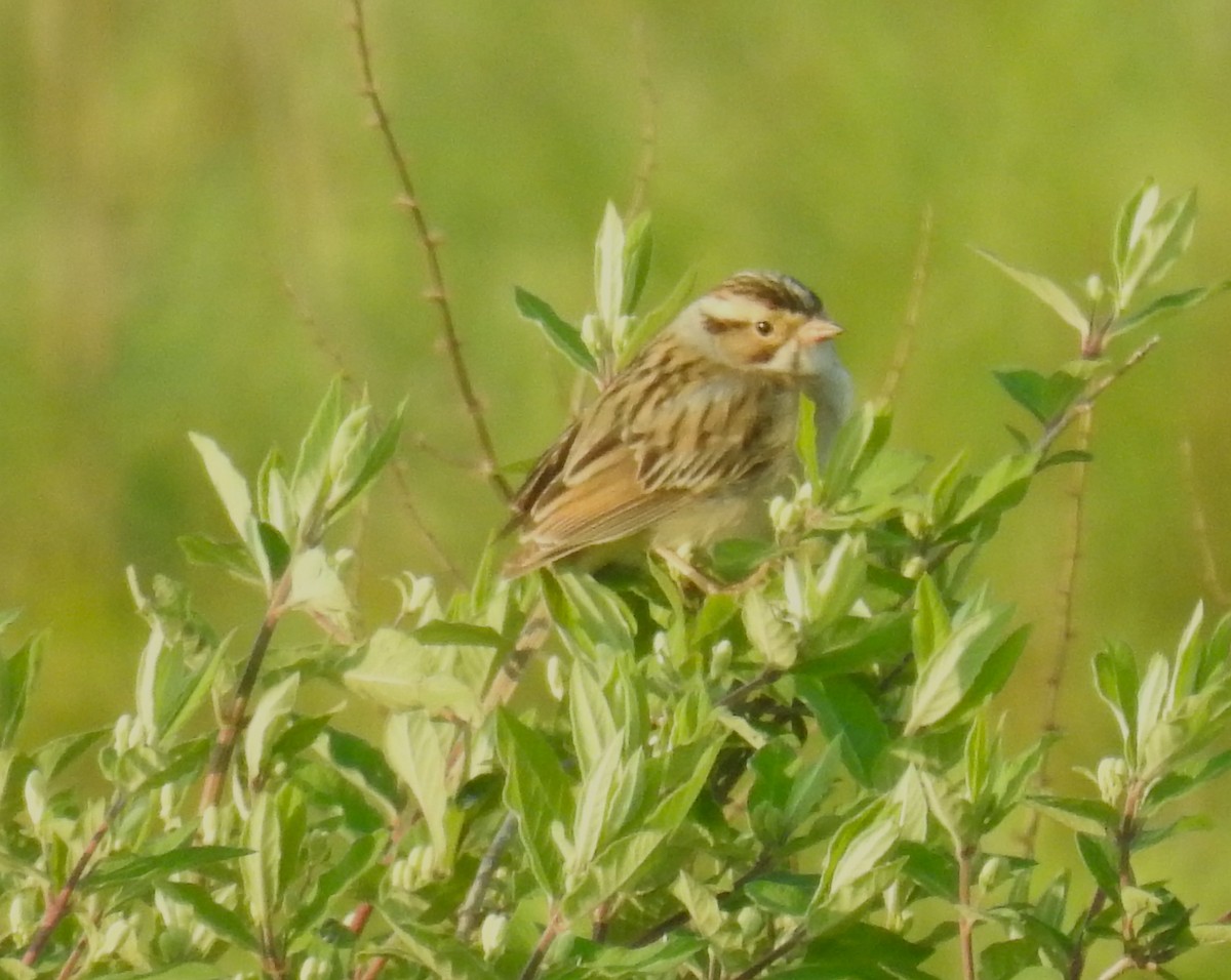Clay-colored Sparrow - ML575558561