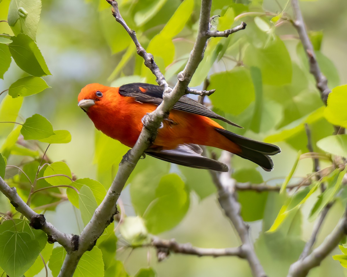 Scarlet Tanager - Kelly White