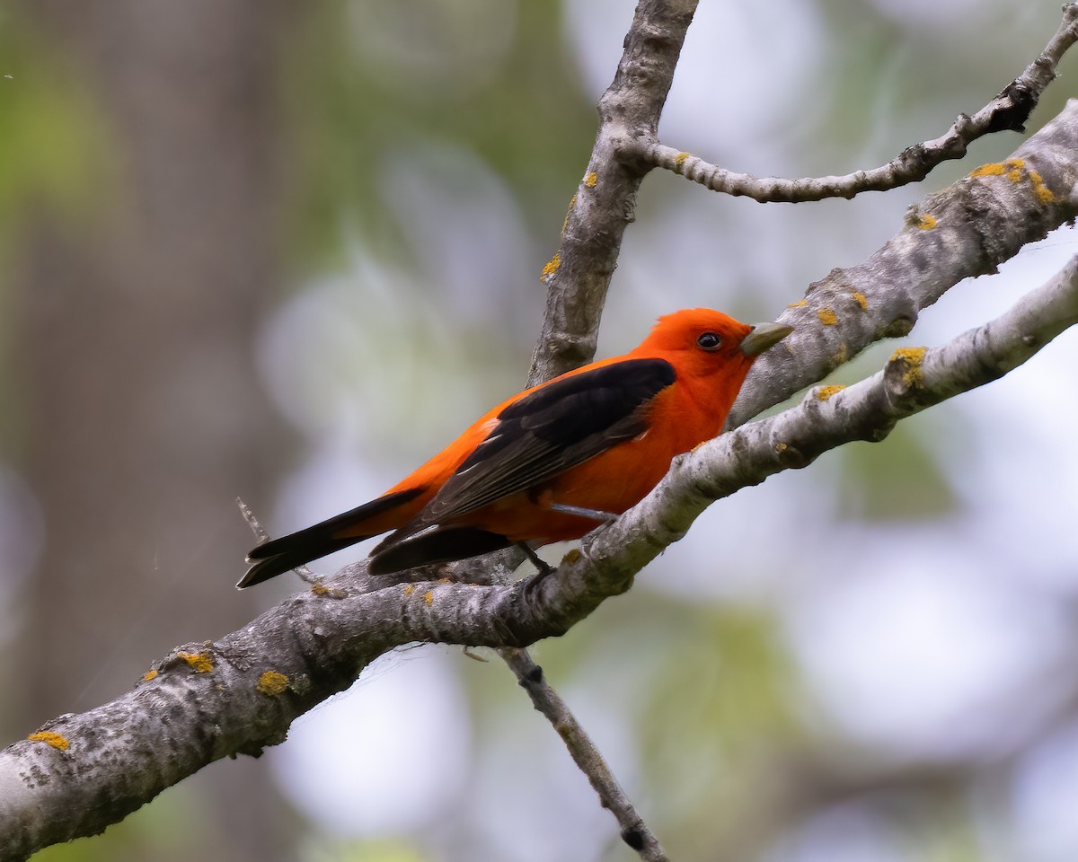 Scarlet Tanager - ML575559361