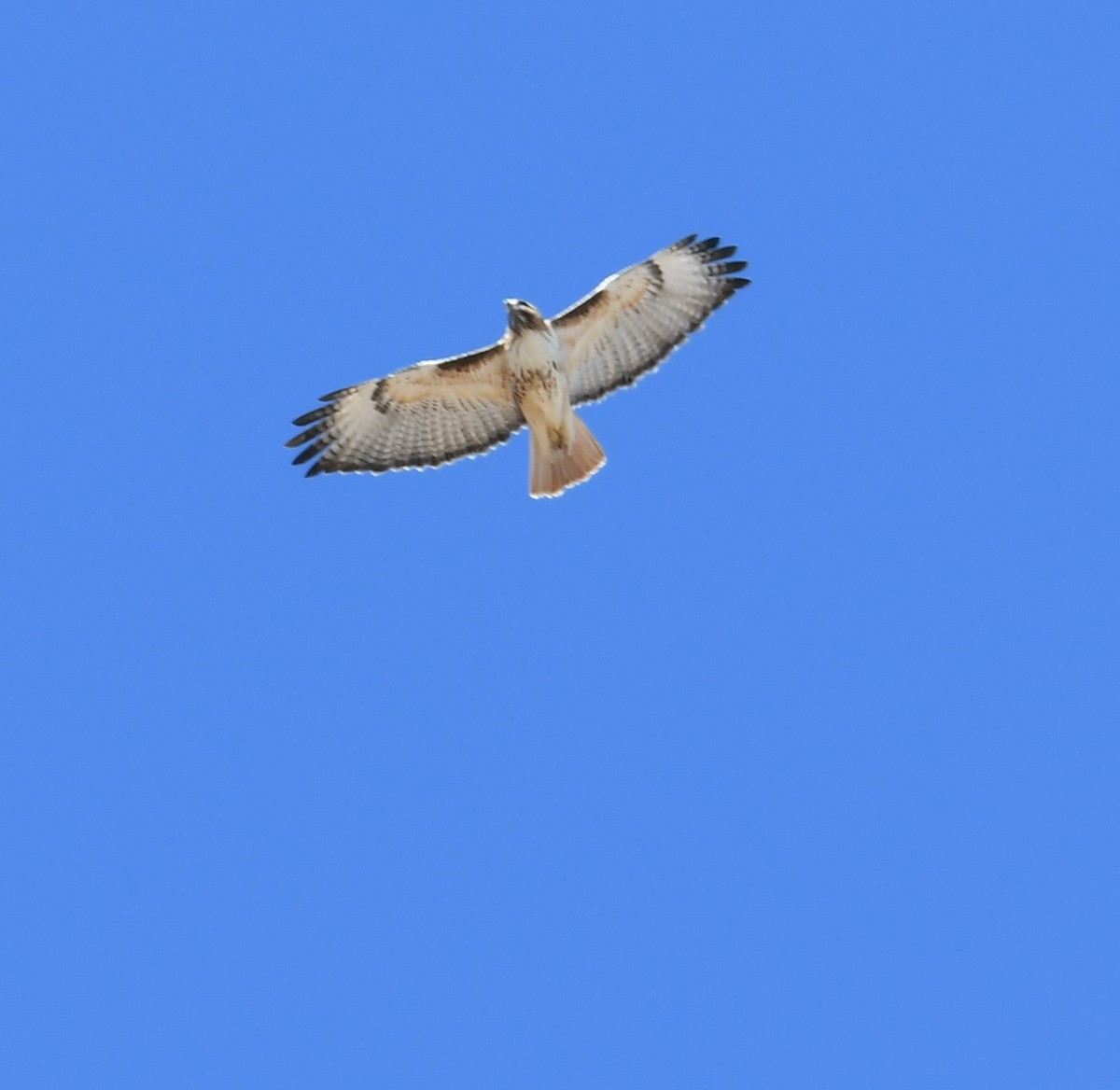 Red-tailed Hawk - ML575563641