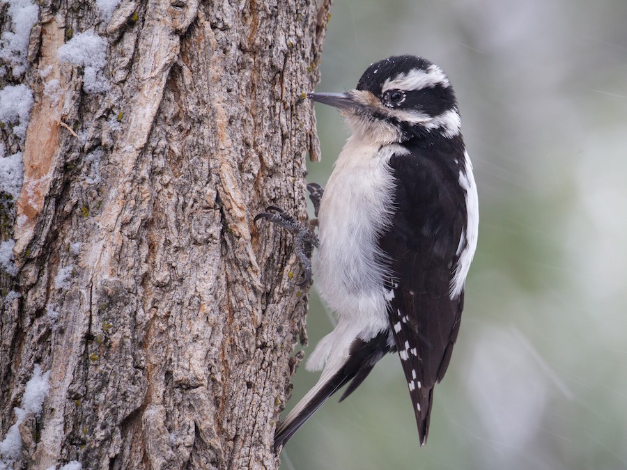Hairy Woodpecker