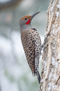 Northern Flicker