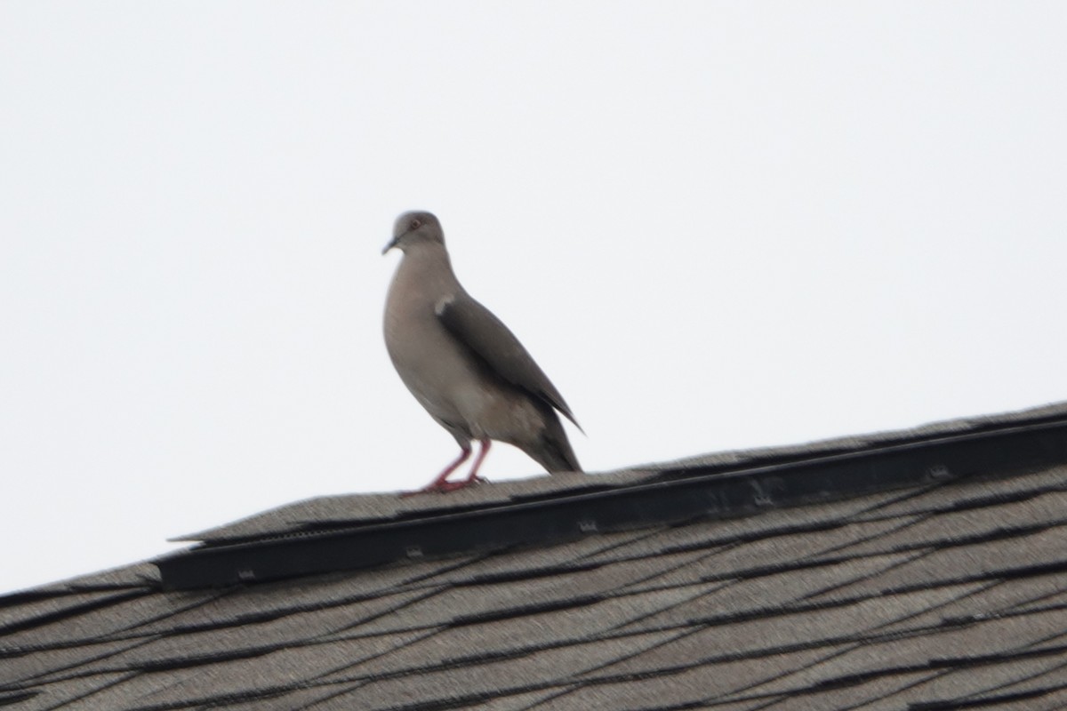 White-tipped Dove - ML575573511