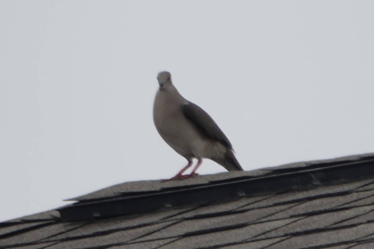 White-tipped Dove - ML575573521