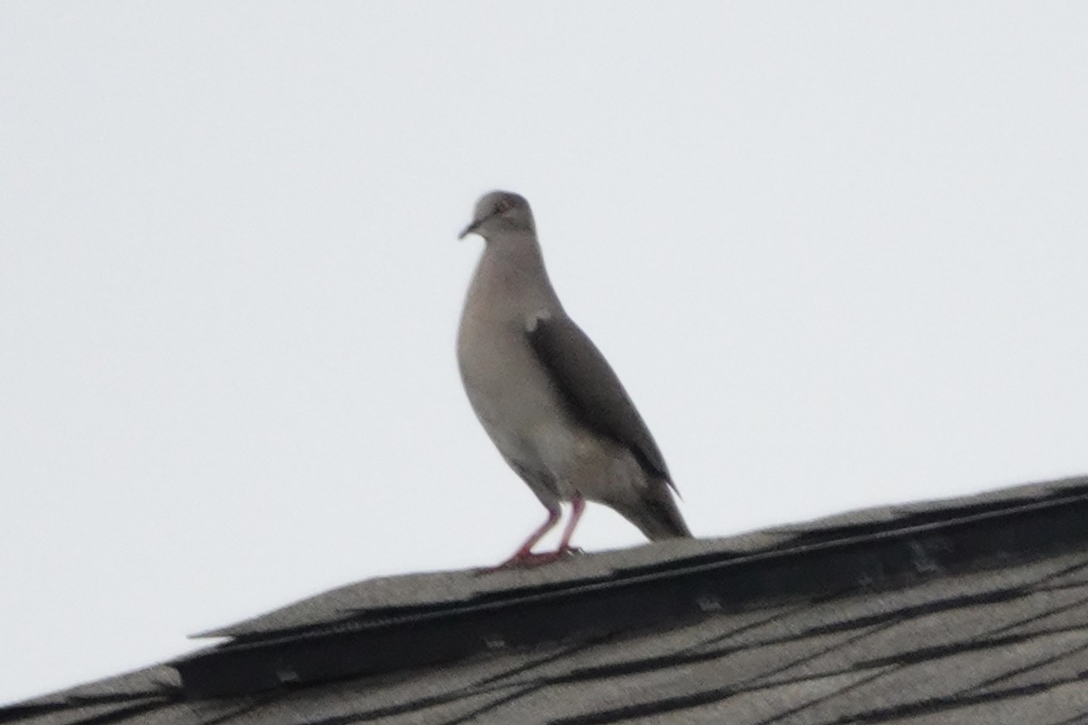White-tipped Dove - ML575573551