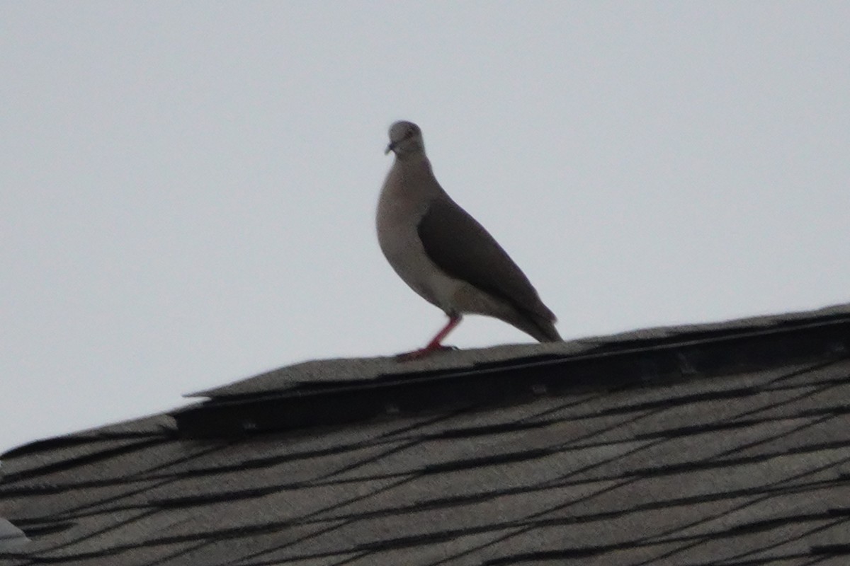 White-tipped Dove - ML575573571