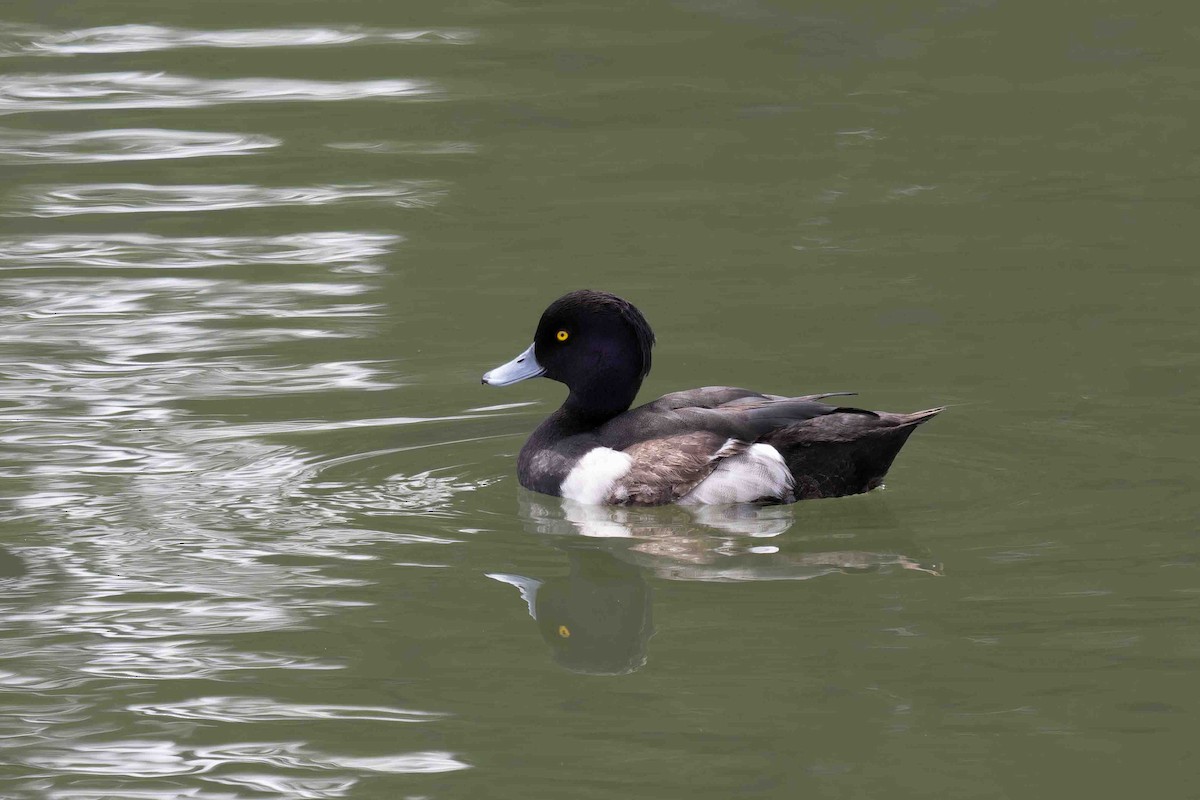 Tufted Duck - ML575576041