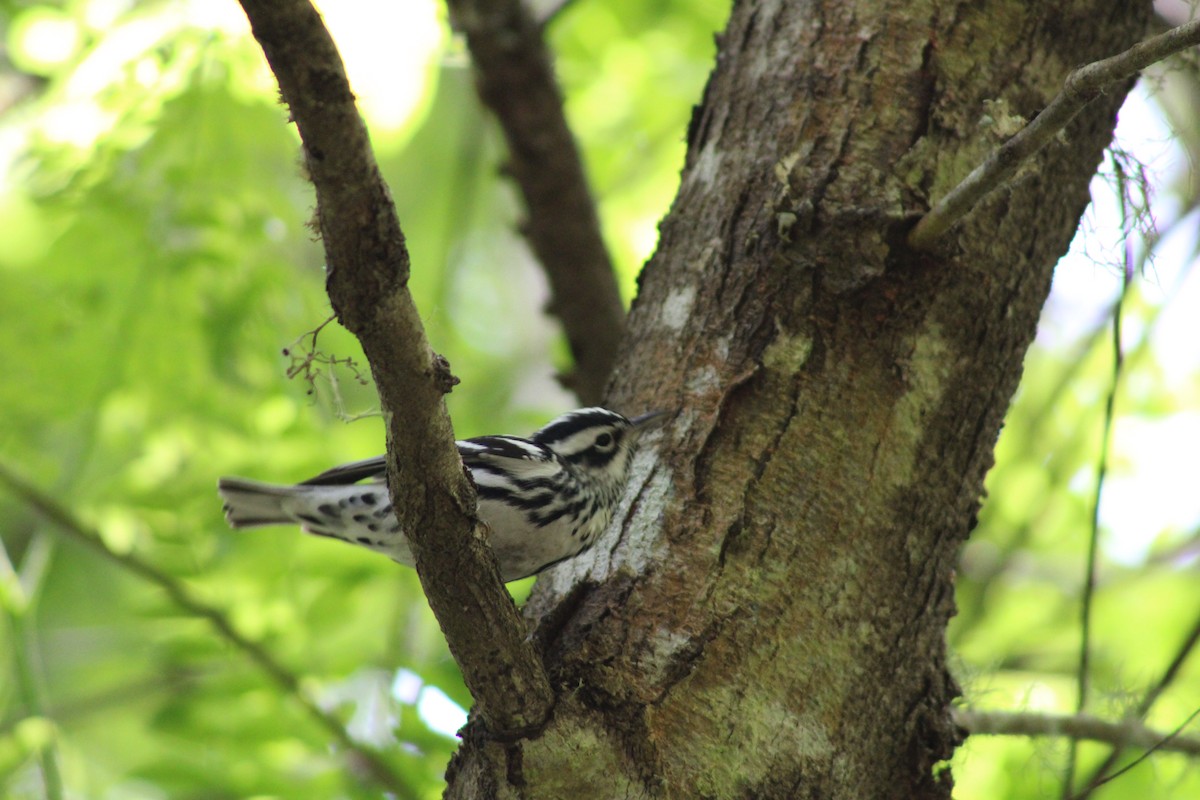 Black-and-white Warbler - ML575576591