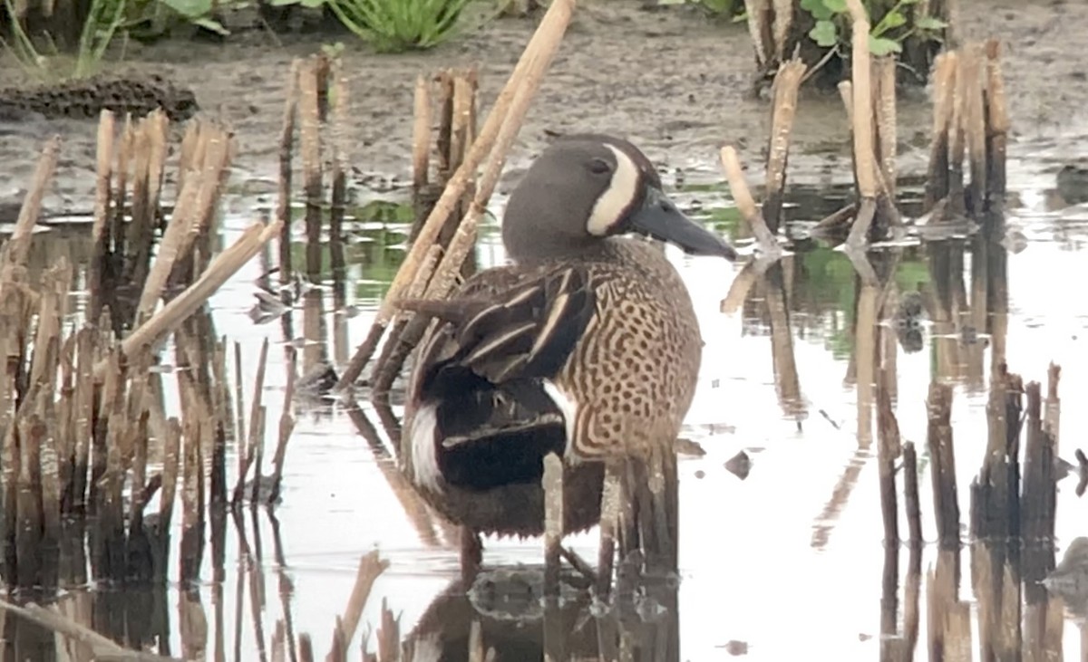 Blue-winged Teal - ML575578111