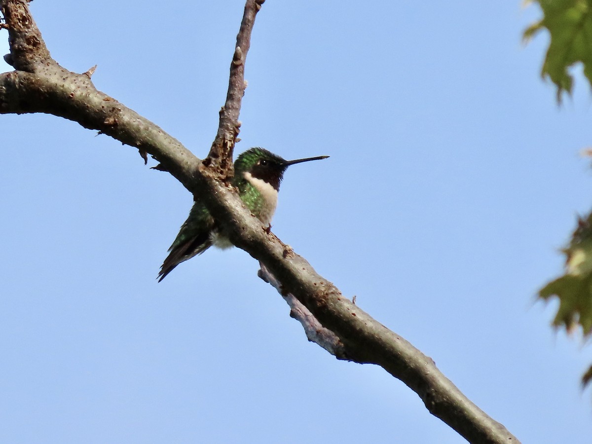 Ruby-throated Hummingbird - ML575578551