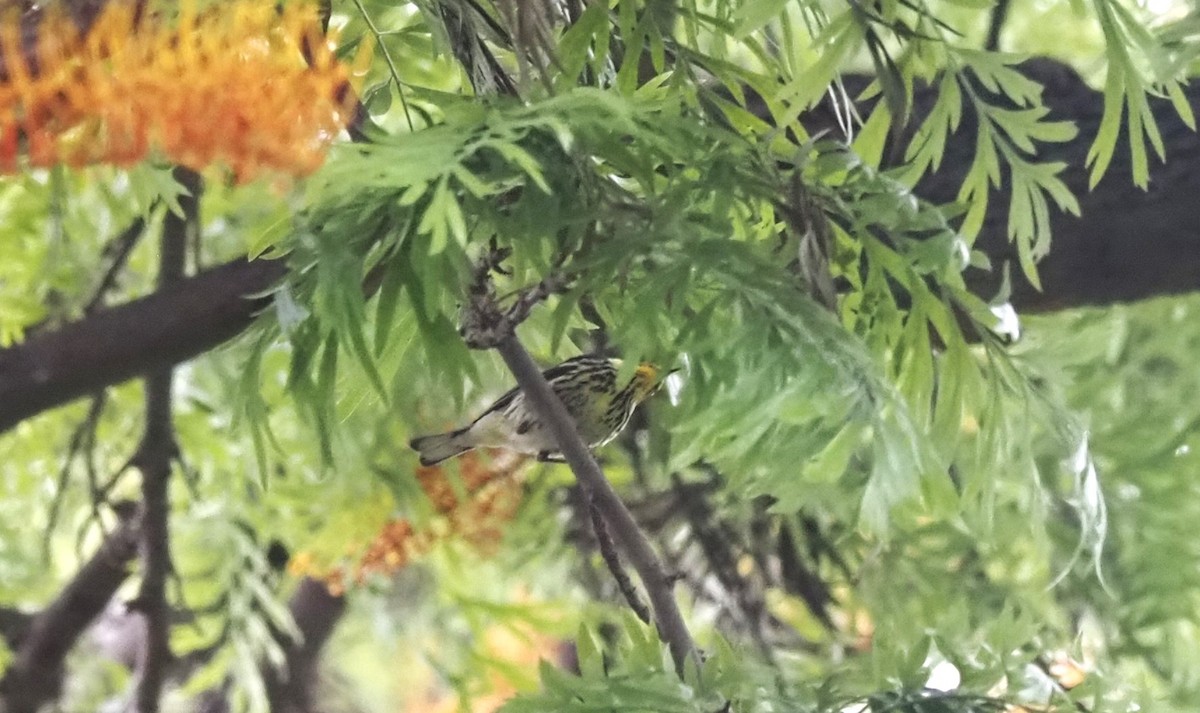 Cape May Warbler - ML575580941
