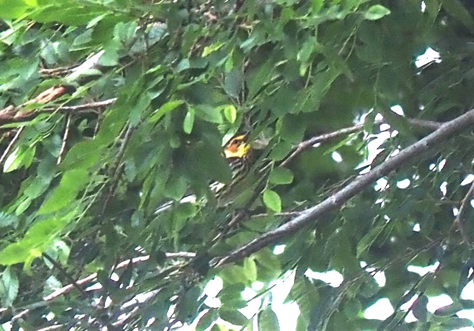 Cape May Warbler - ML575580991