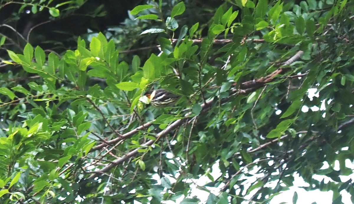 Cape May Warbler - ML575581031