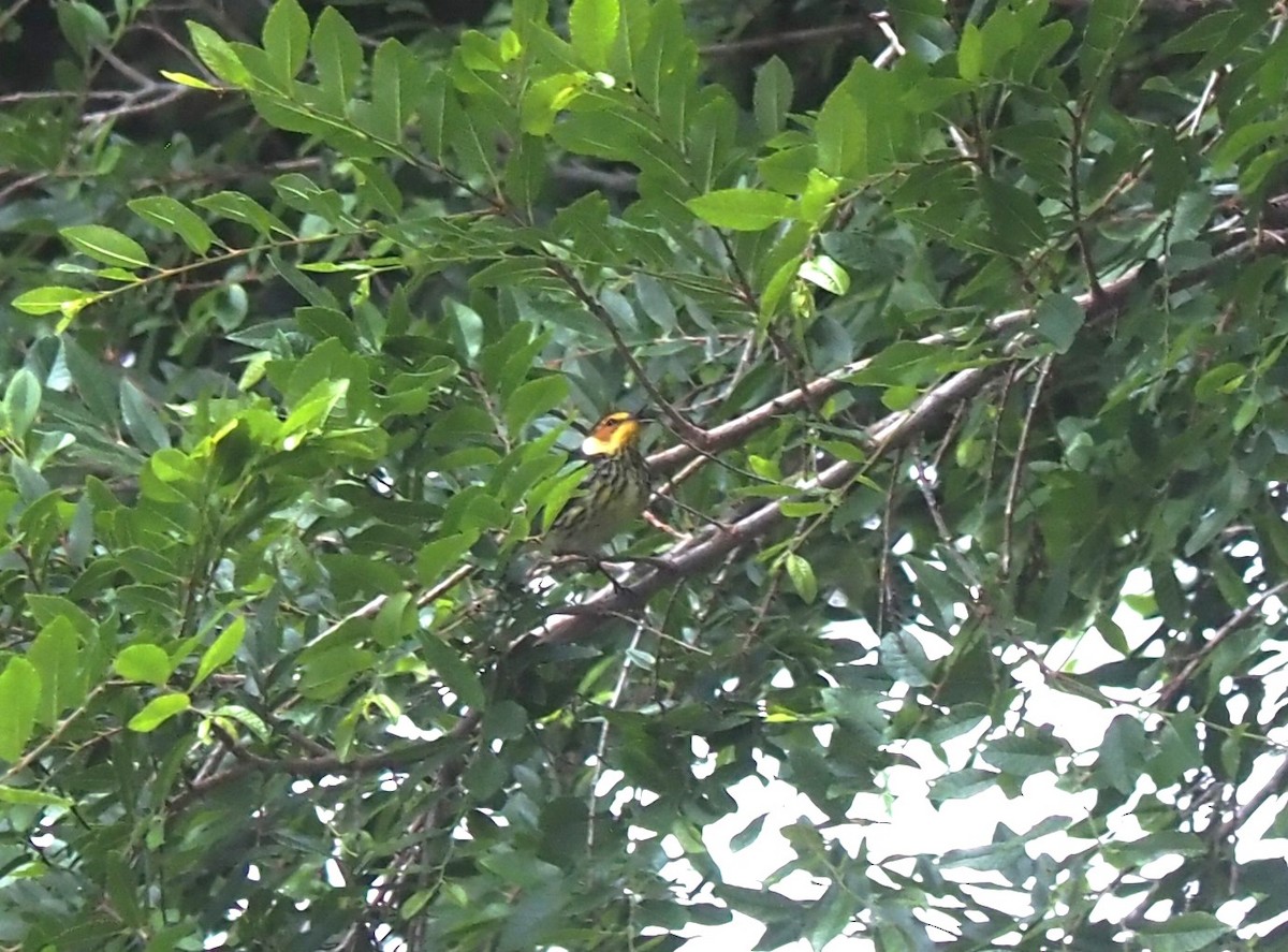 Cape May Warbler - ML575581061