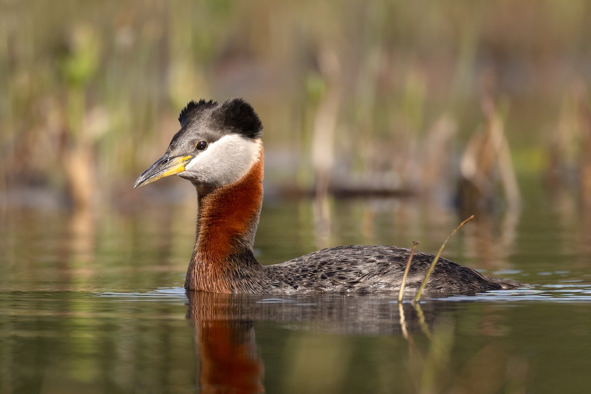 Red-necked Grebe - ML575584151