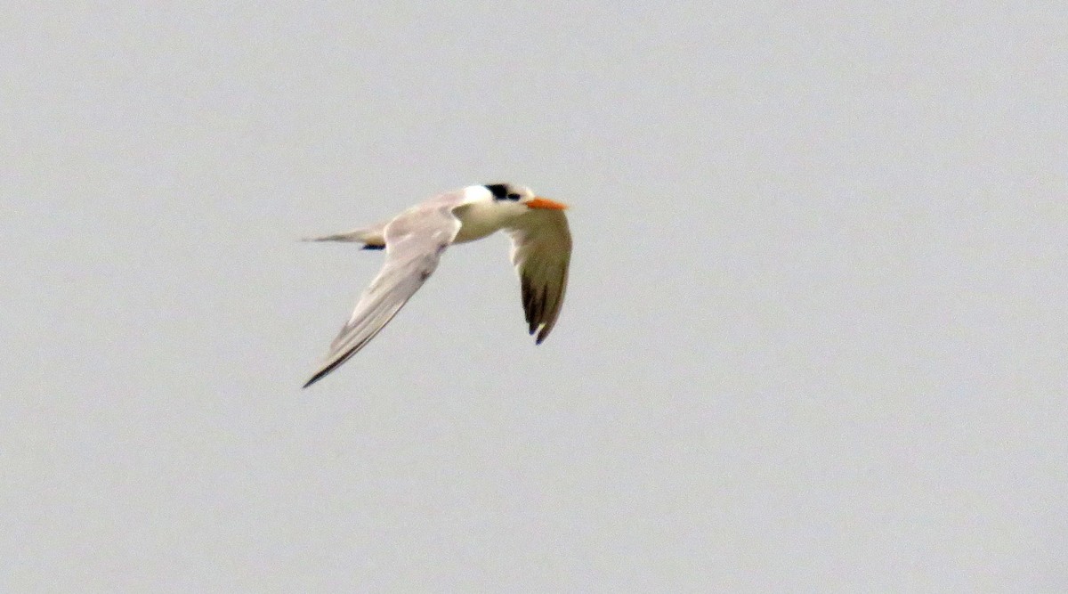 Lesser Crested Tern - ML57558901