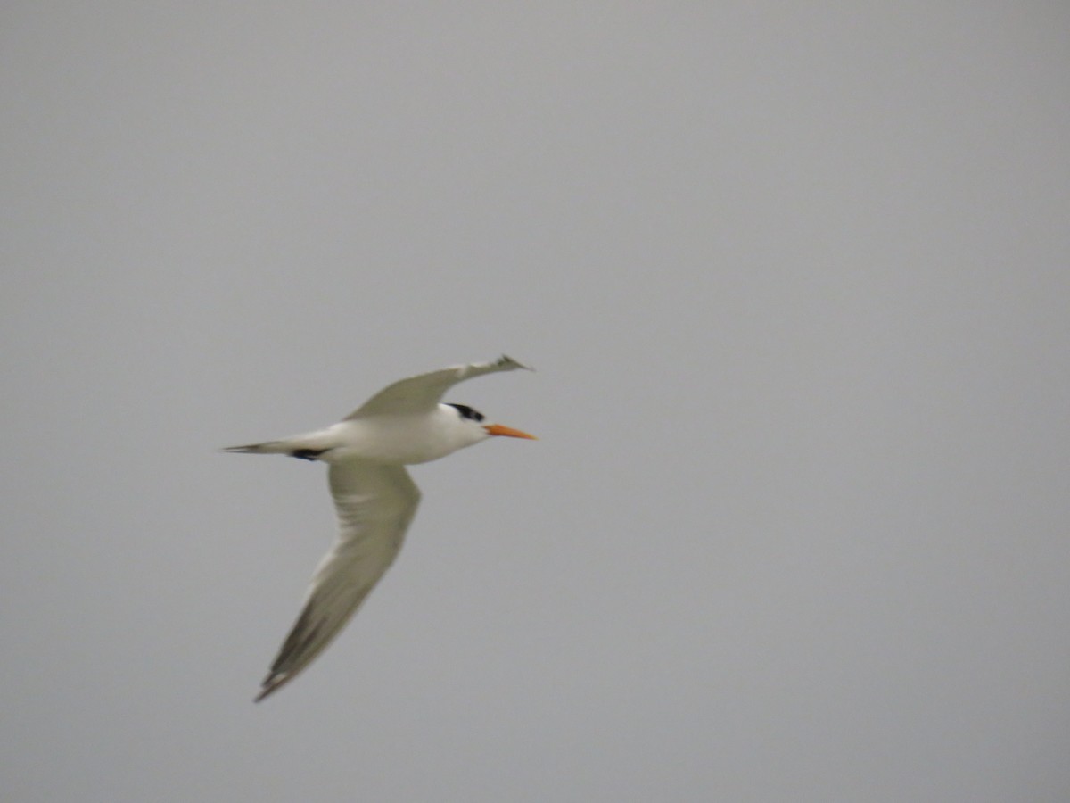 Lesser Crested Tern - ML57558941
