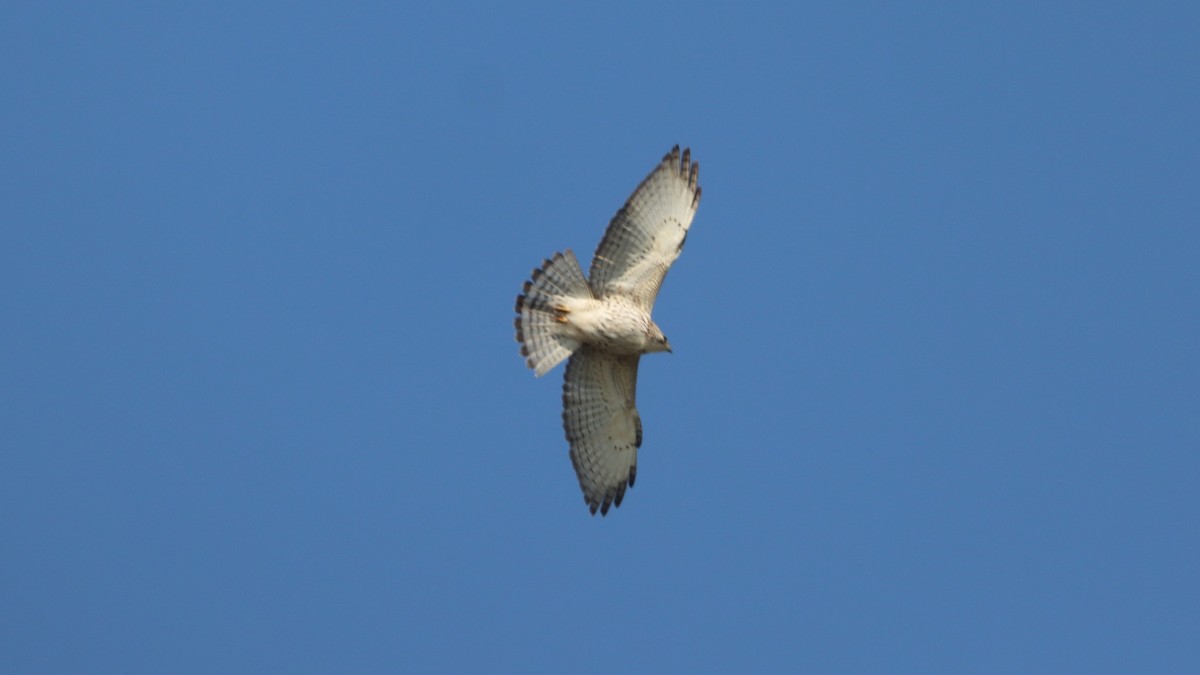 Broad-winged Hawk - Bez Bezuidenhout