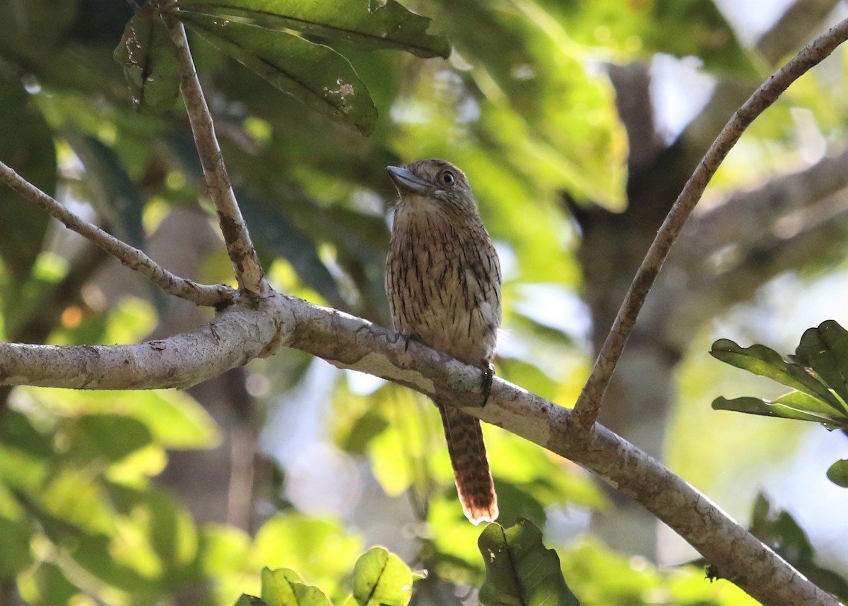 Eastern Striolated-Puffbird - Fito Downs