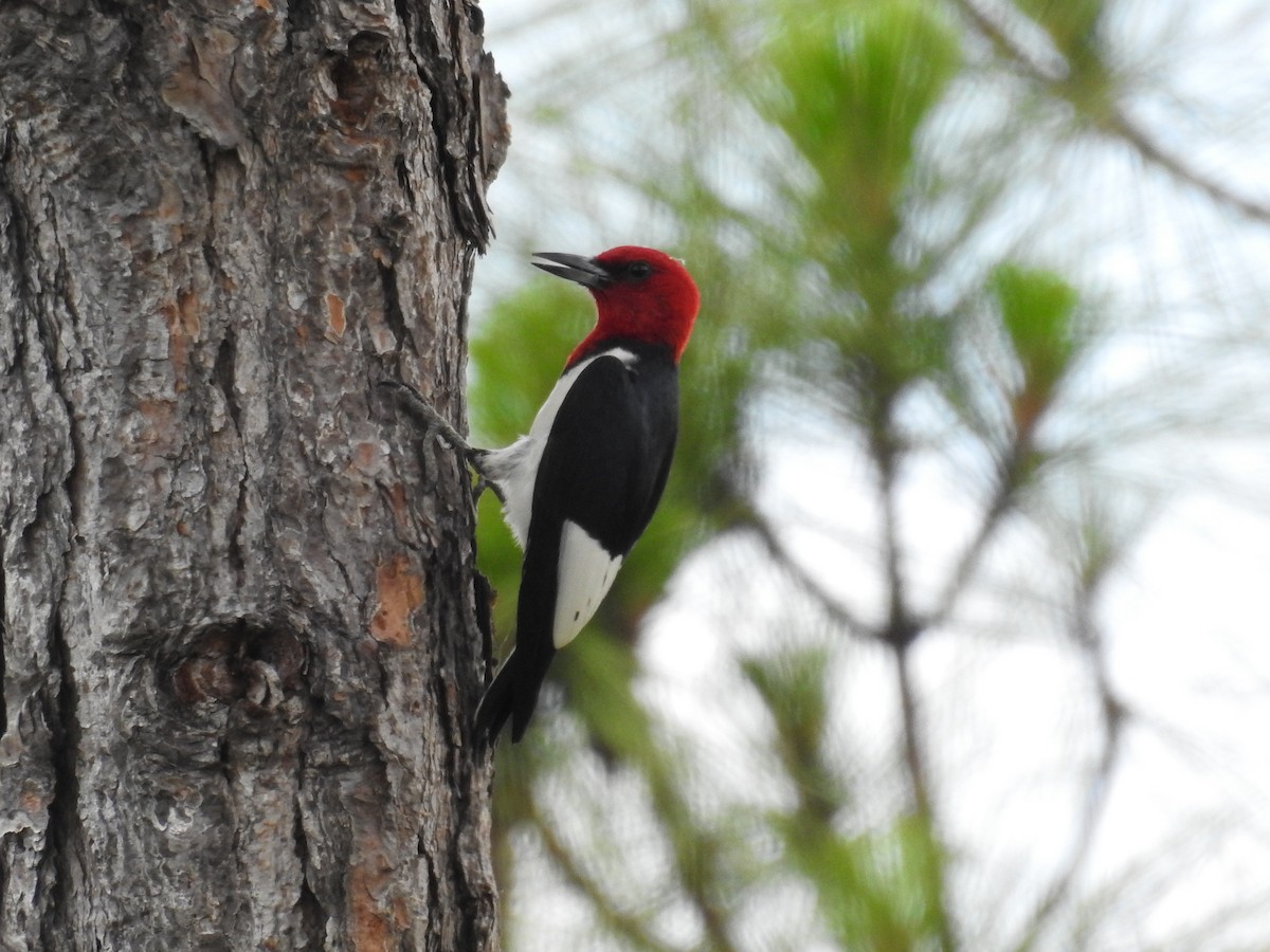 Red-headed Woodpecker - Michael Weisensee