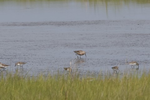 Curlew Sandpiper - Chris Daly