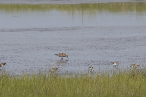 Curlew Sandpiper - Chris Daly