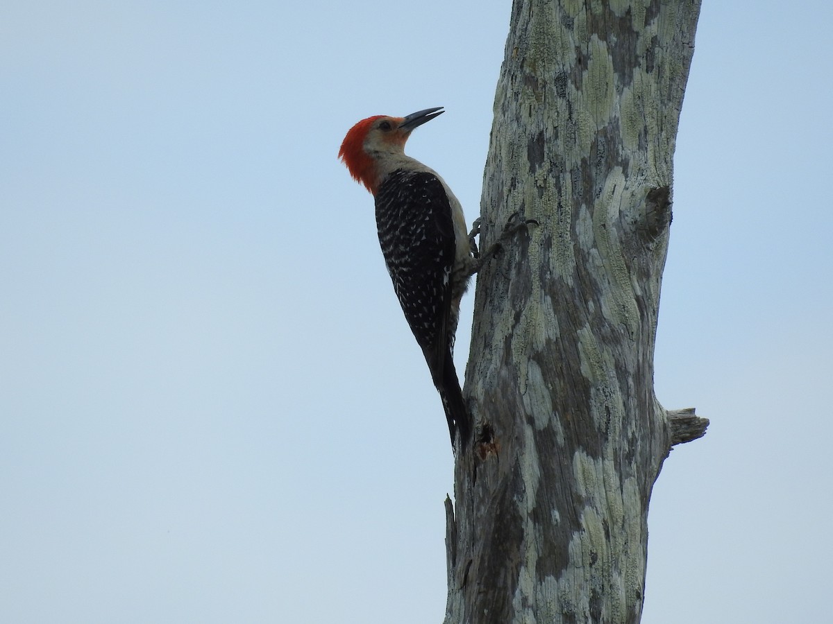 Red-bellied Woodpecker - ML575592861