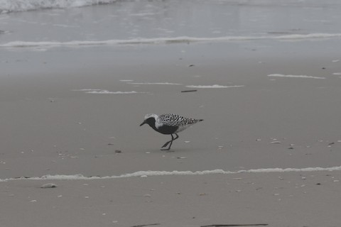 Black-bellied Plover - Chris Daly