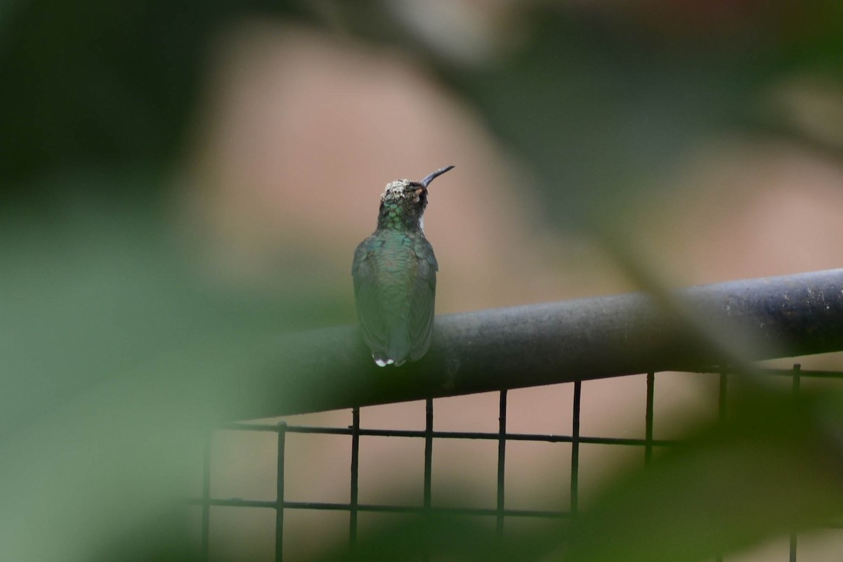 White-throated Hummingbird - ML575604181