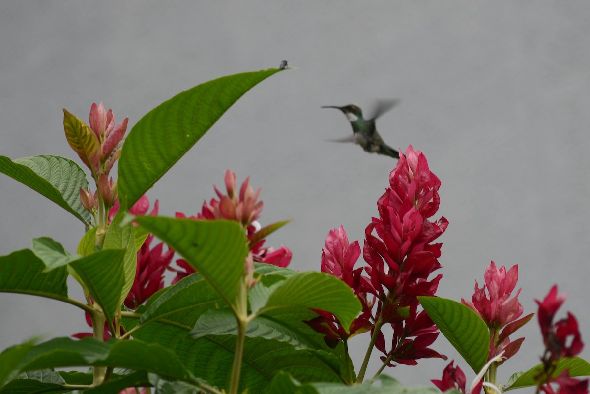 White-throated Hummingbird - ML575604191