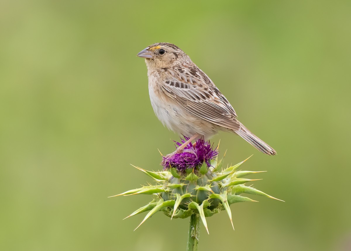Grasshopper Sparrow - ML575604201