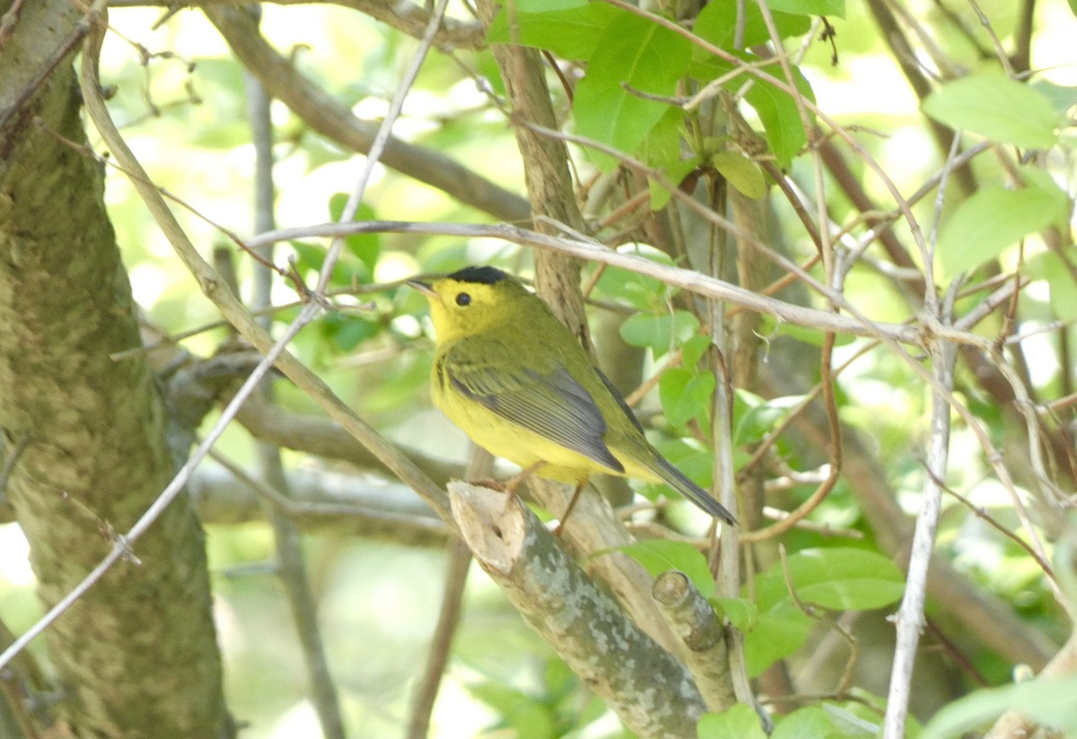 eBird Checklist 21 May 2023 Manorville Hills County Park 20 species