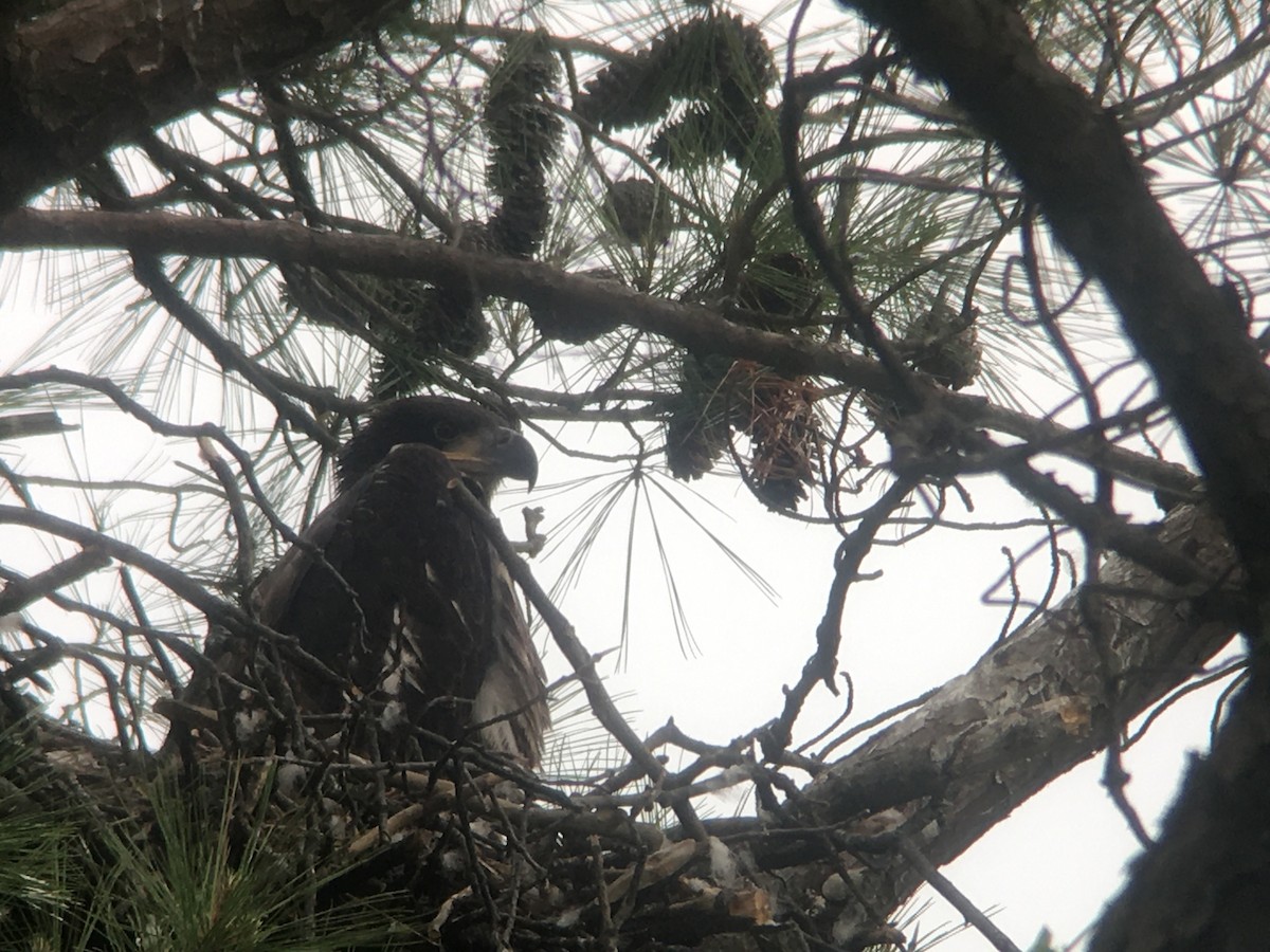 Maryland Dc Breeding Bird Atlas Checklist May Gibson Island