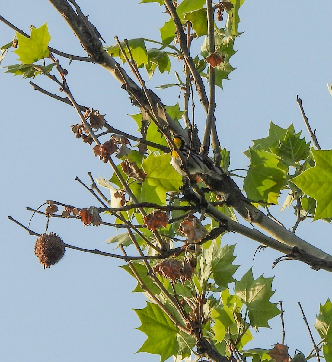 Yellow-throated Warbler - ML575610361