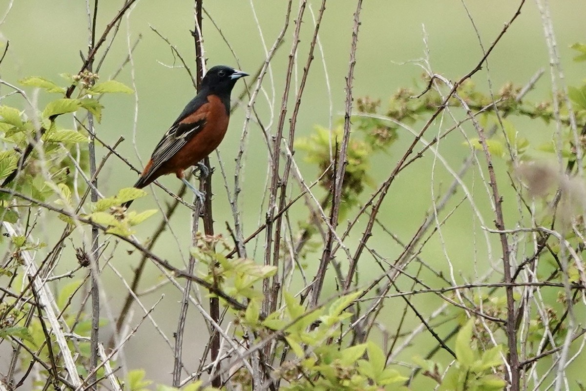 Orchard Oriole - ML575612401