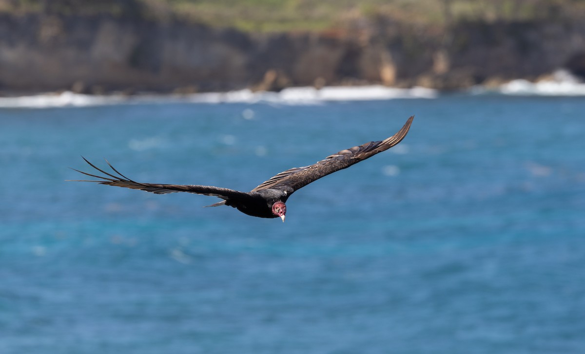 Turkey Vulture - ML575615661