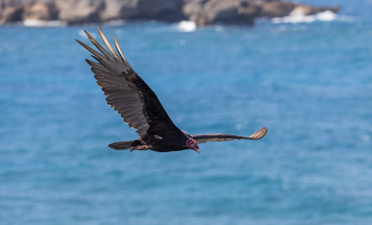 Turkey Vulture - ML575615671