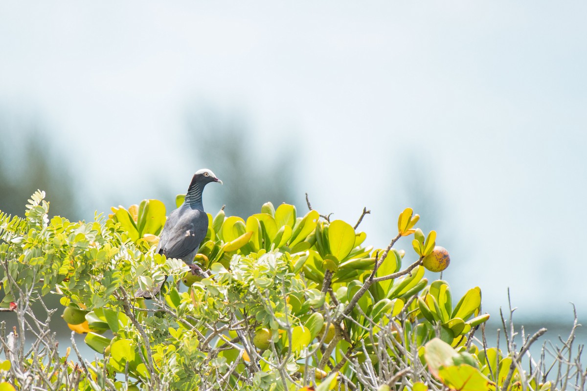 White-crowned Pigeon - ML575617271